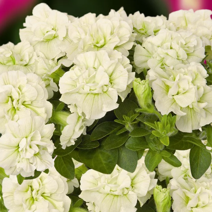 300-origami-white-2
