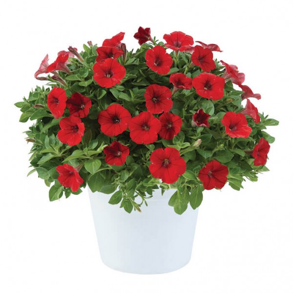 littletunia-bright-red